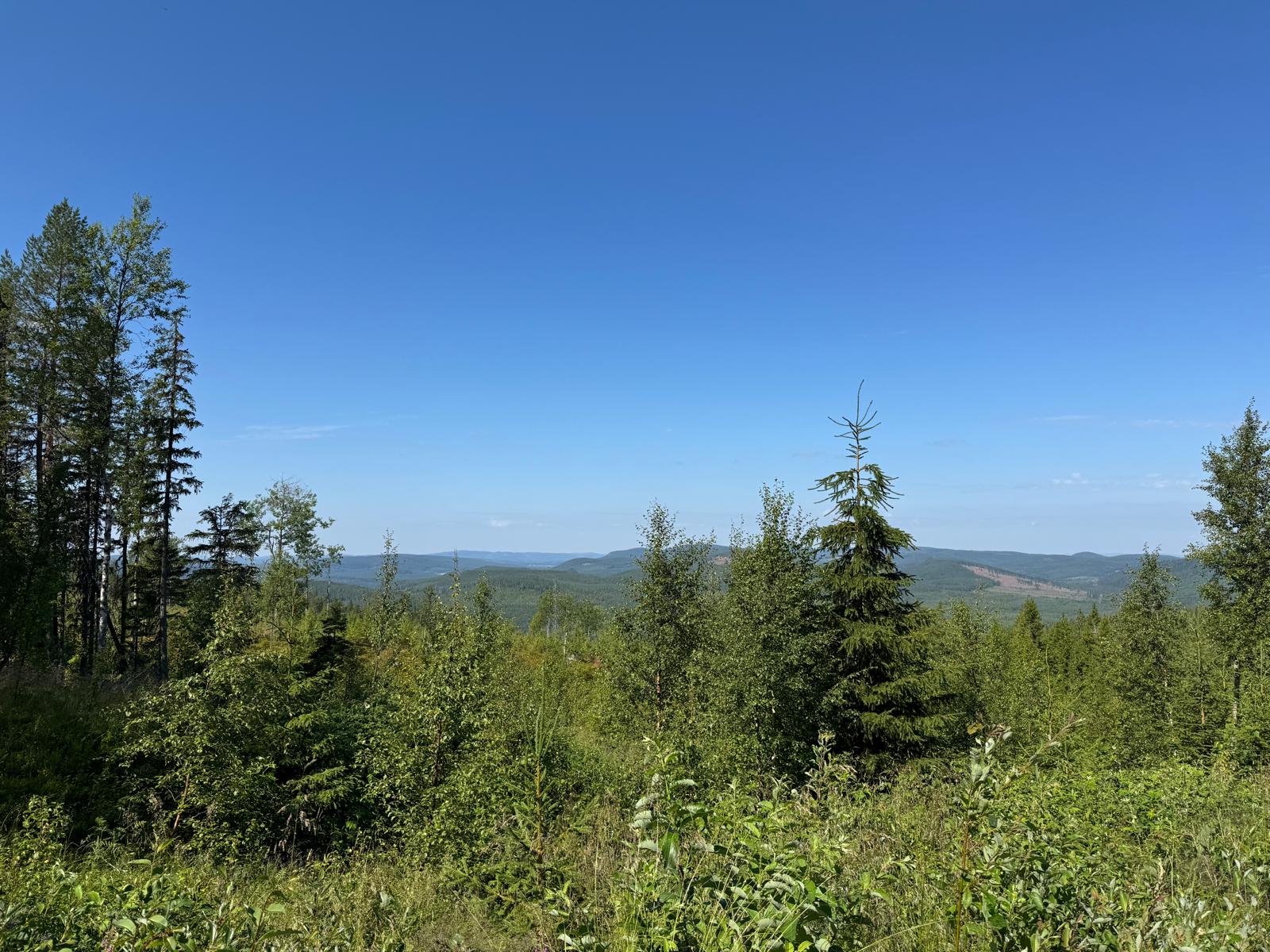 Wide view over endless forest from the summit