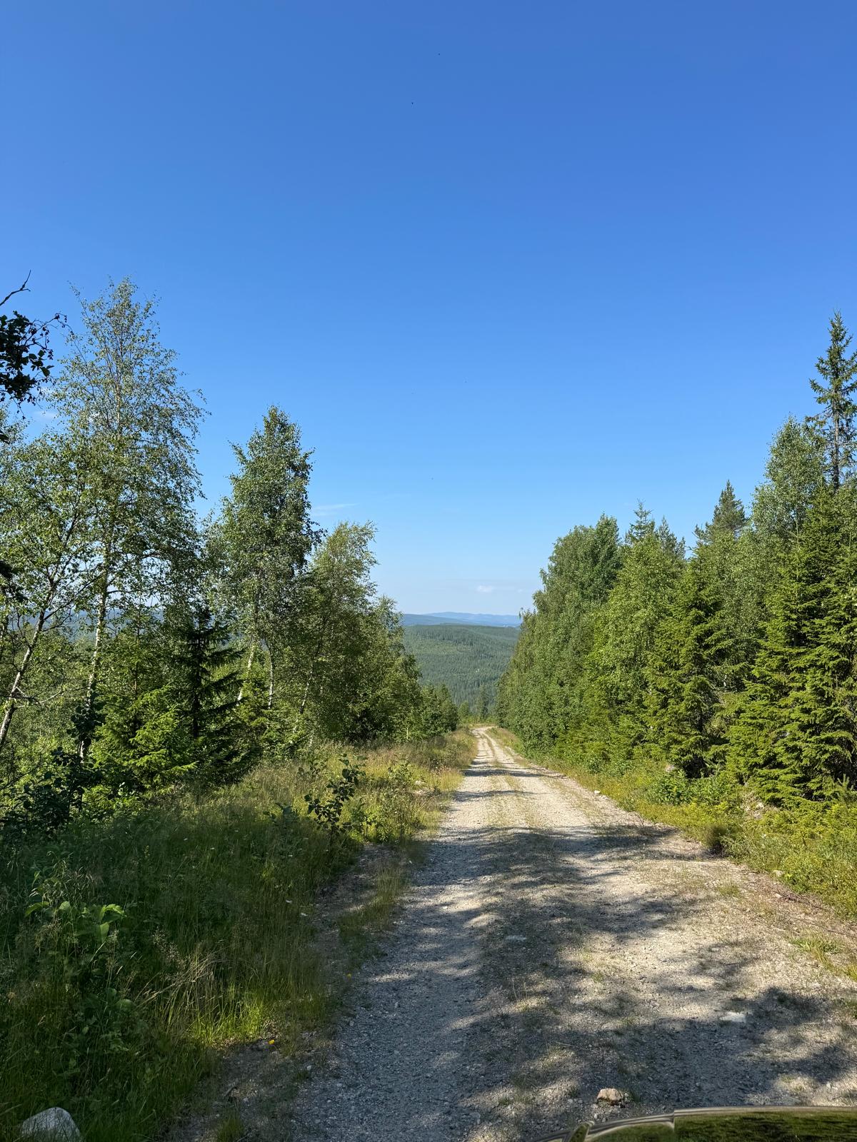 Gravel road descending into the forest