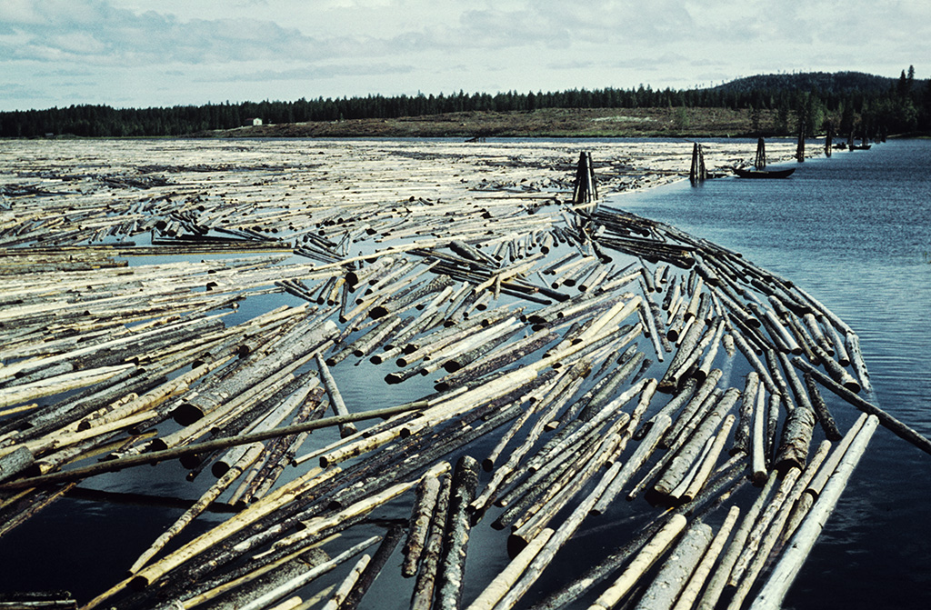 Logs floating on the Ångermanälven river