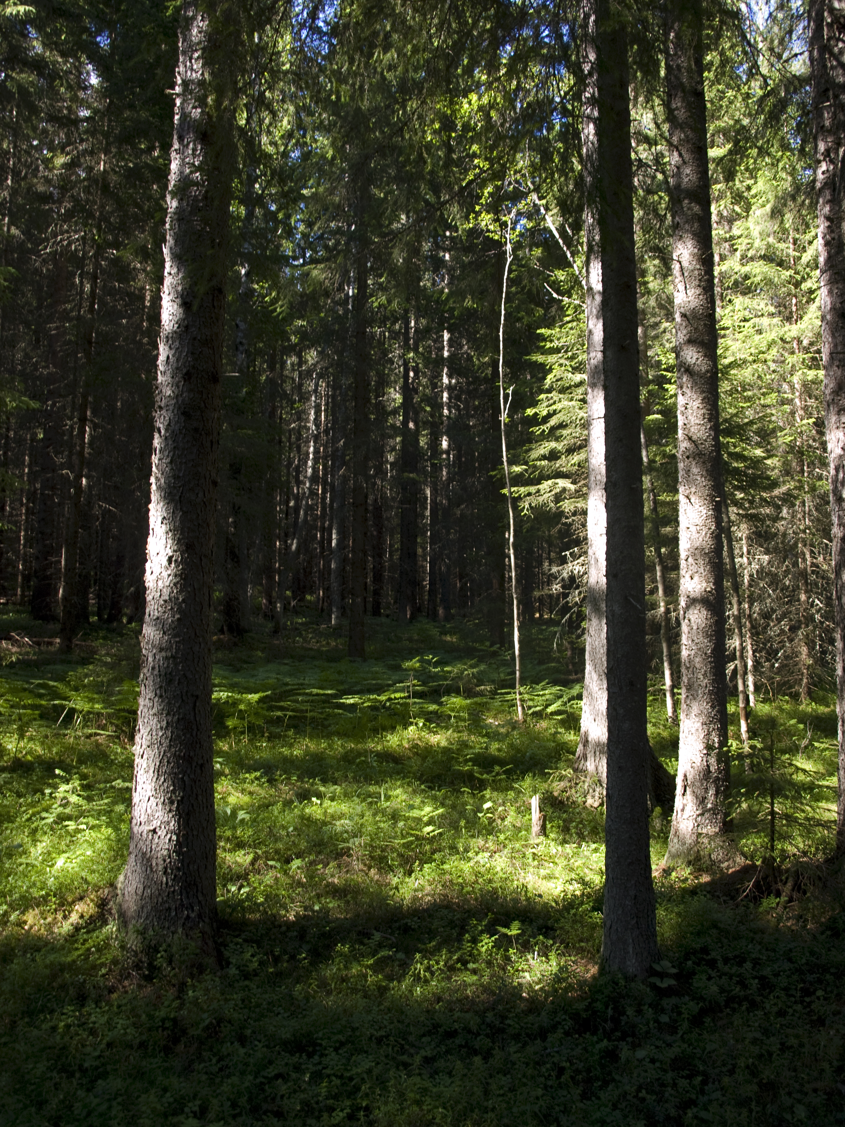 Dark spruce forest in Skuleskogen
