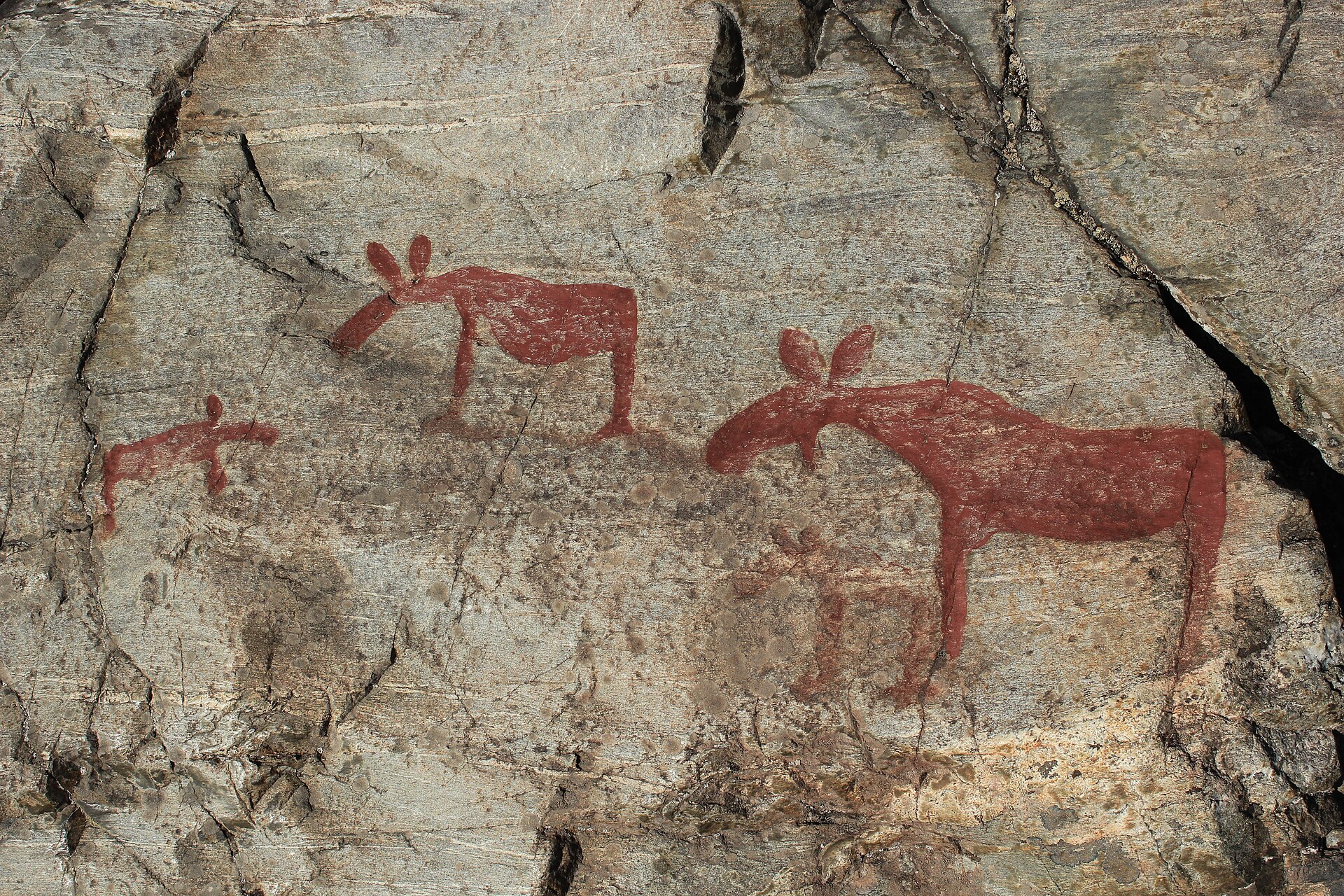 Rock carvings of elks at Nämforsen, Ångermanland
