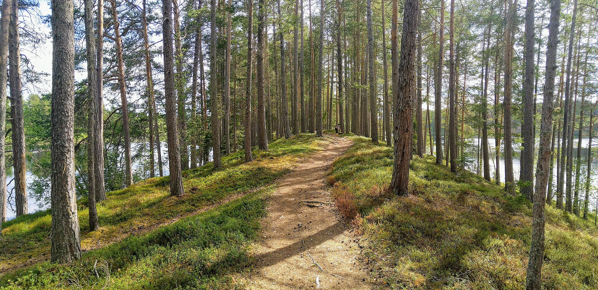 Forest trail at Stenbergsleden outside Graninge