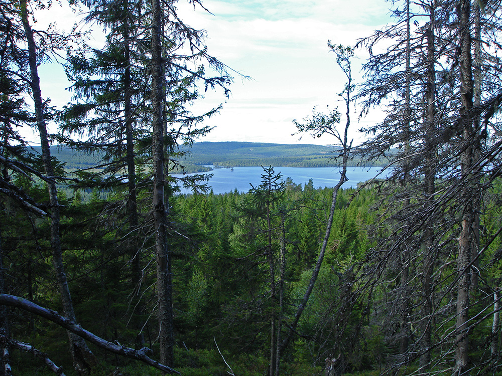 A small fishing boat on a misty forest lake at dawn, a net half-raised with a pale, shining humanoid figure beneath the surface